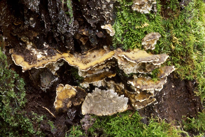 Bjerkandera adusta